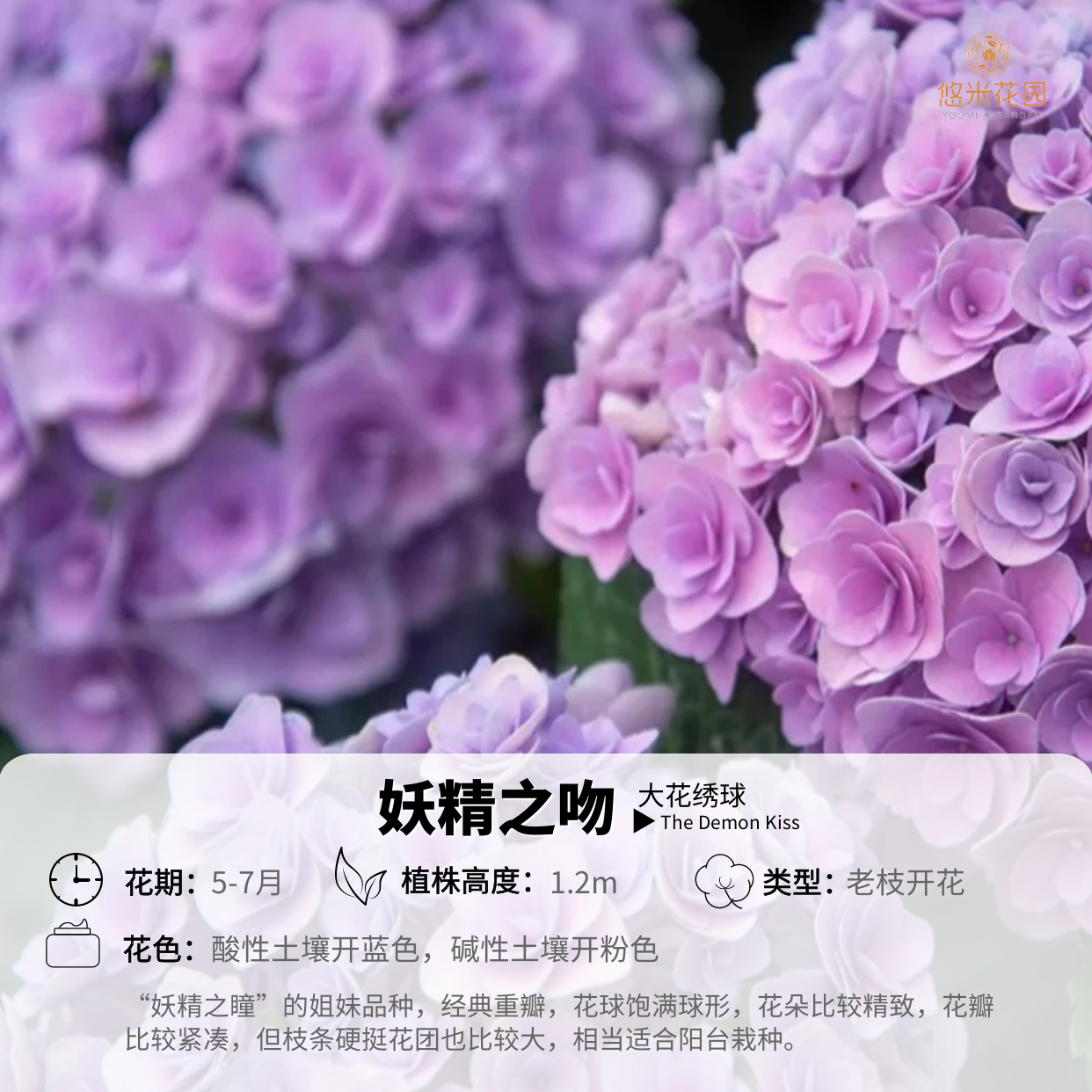 悠米花园 【妖精之吻】2加 绣球花苗重瓣可调色绣球阳台庭院花卉