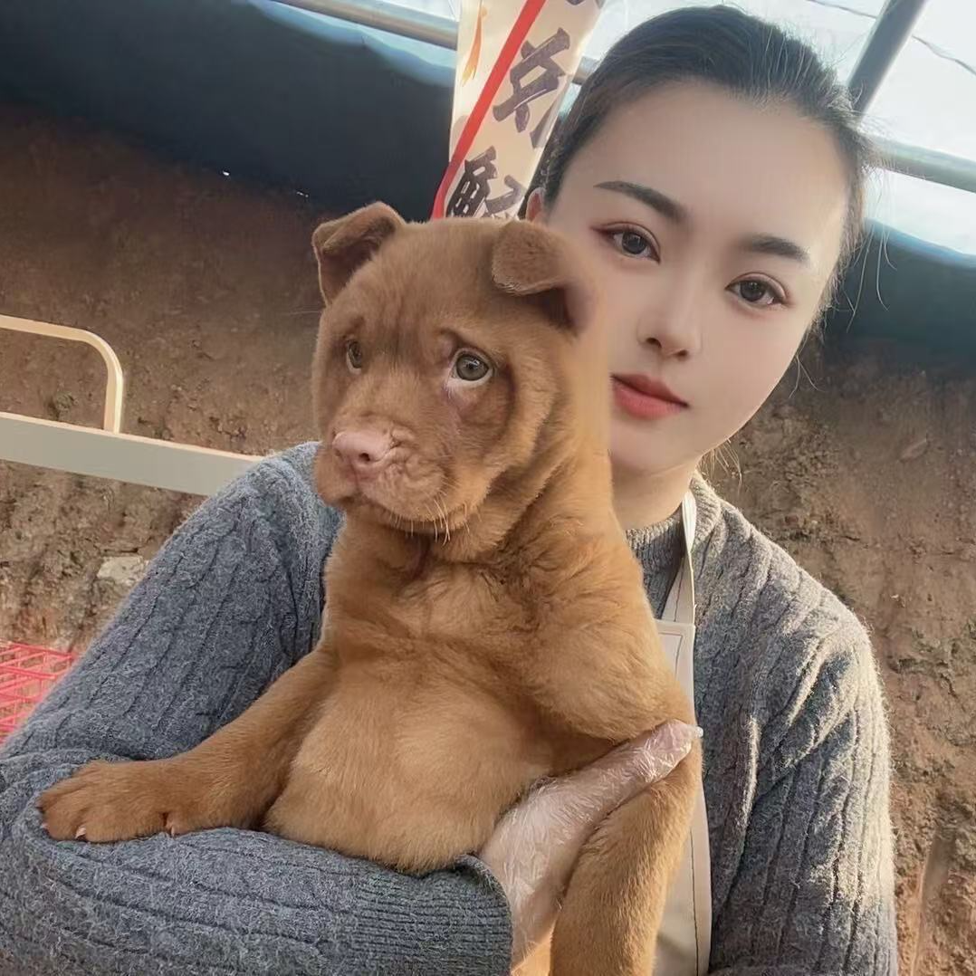 欢欢家的田园犬-狗狗活体链接