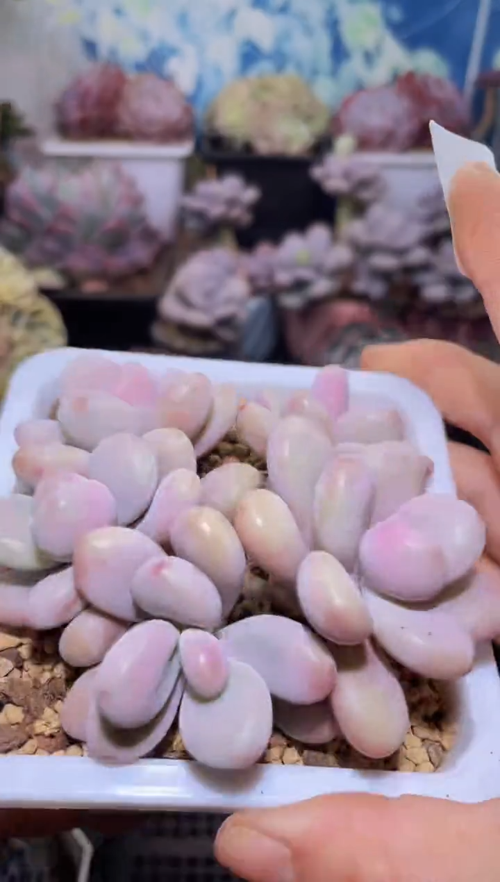 【闪购商品】081桃蛋