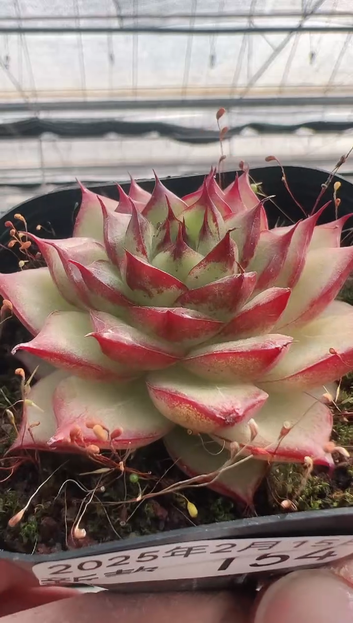 【闪购商品】新款多肉-154