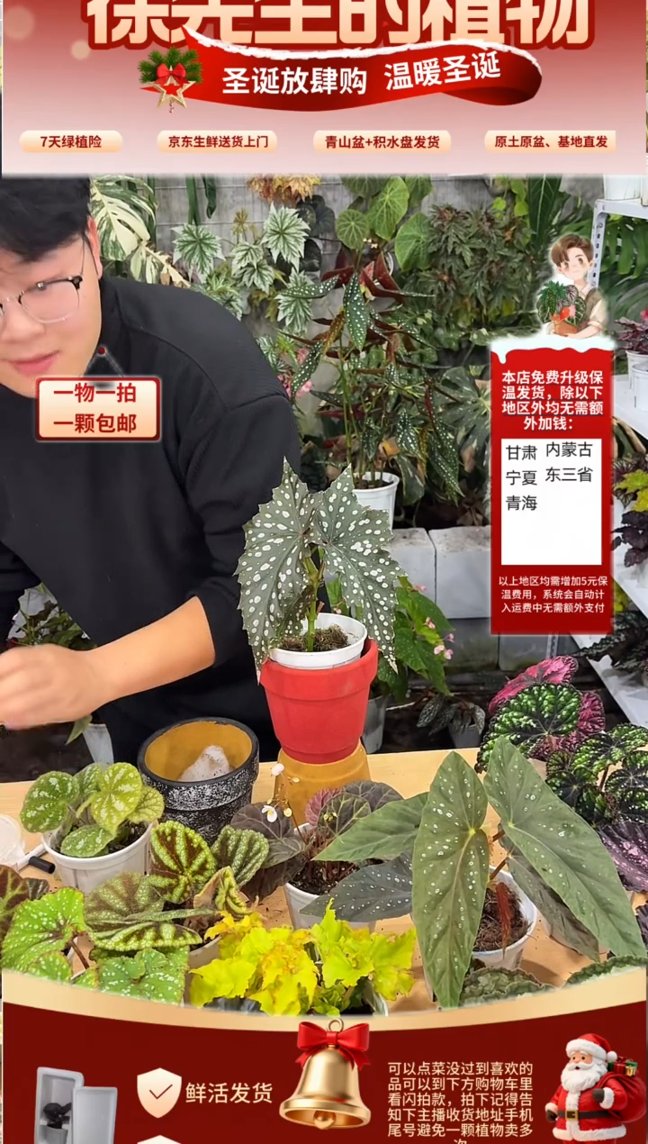 完全开放巧克力甜筒秋海棠