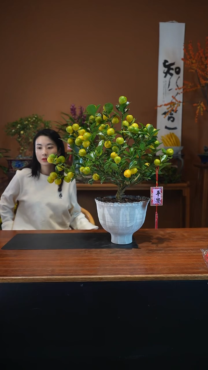 全部花朵金蛋白盆盆景盆景盆景