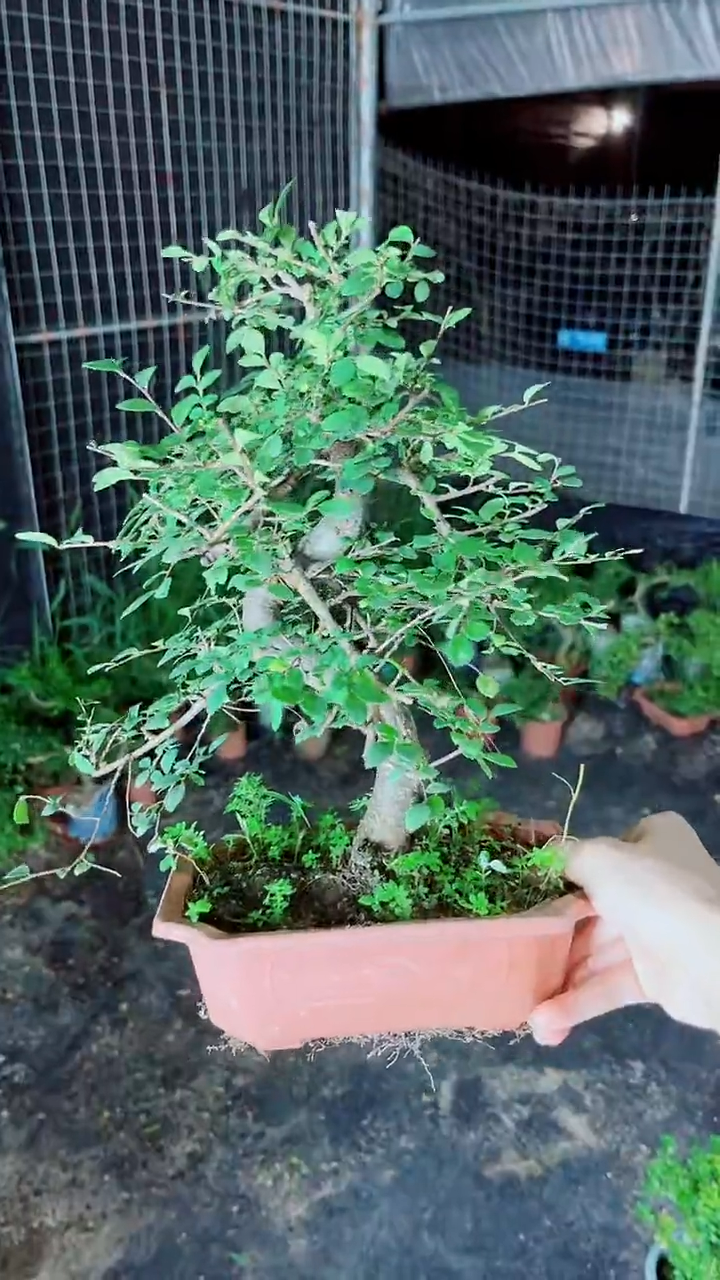 无花朵榆树老桩好养一物一拍