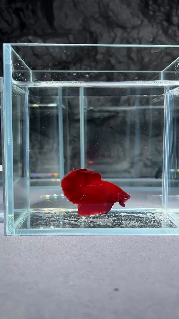 斗鱼精品印尼斗鱼竞拍5