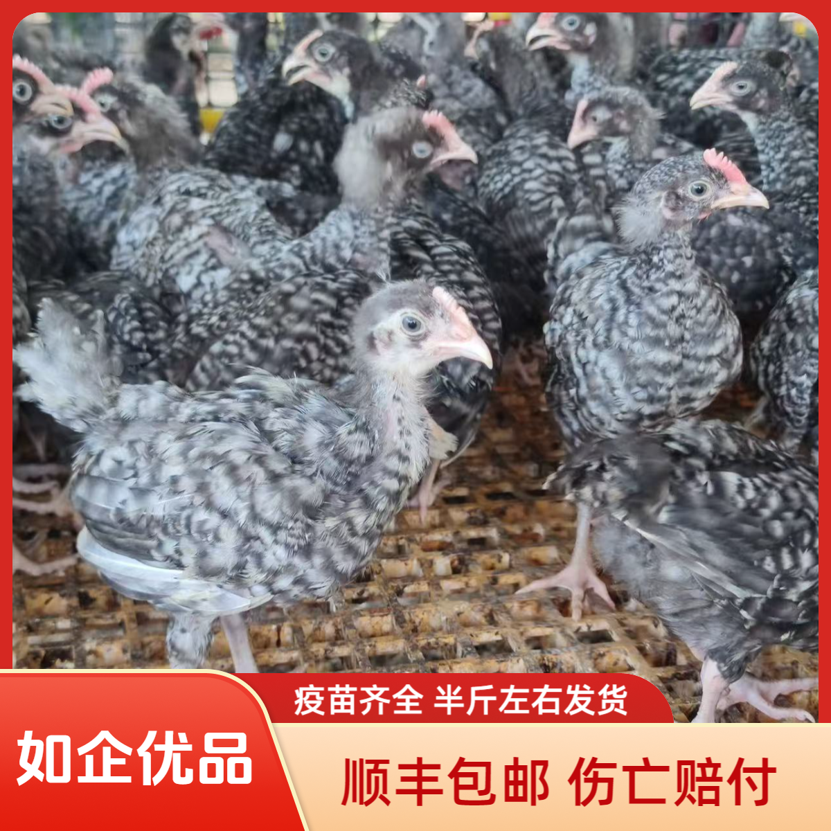 【10只】宠物鸡 散养黒芦花绿壳蛋鸡 长尾鸡半斤左右发货C