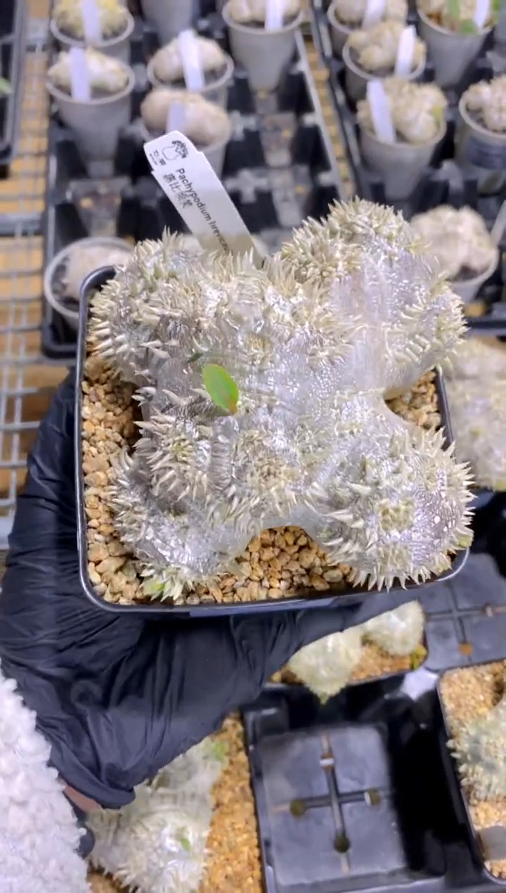 【闪购商品】惠比须笑FB-634