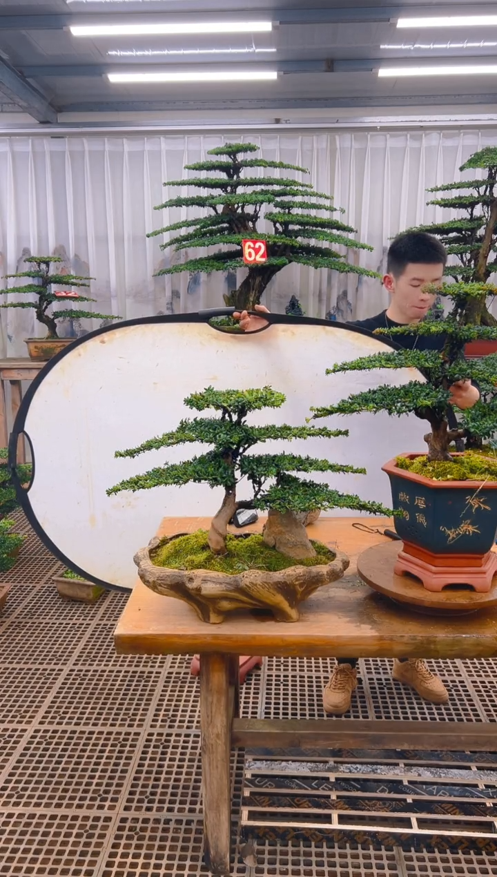 无花朵流**月精品盆景直播间一物一拍