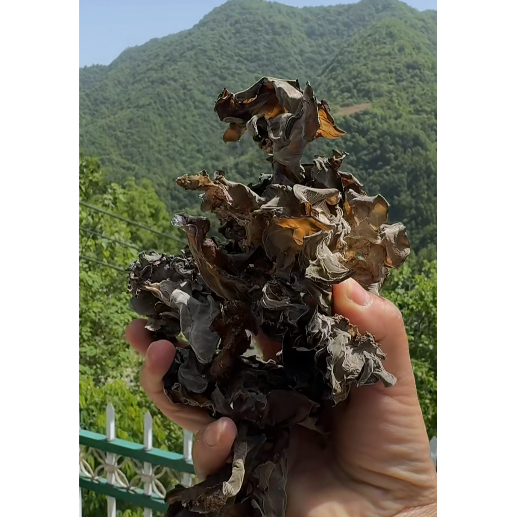 陈河耳乡青冈段木木耳