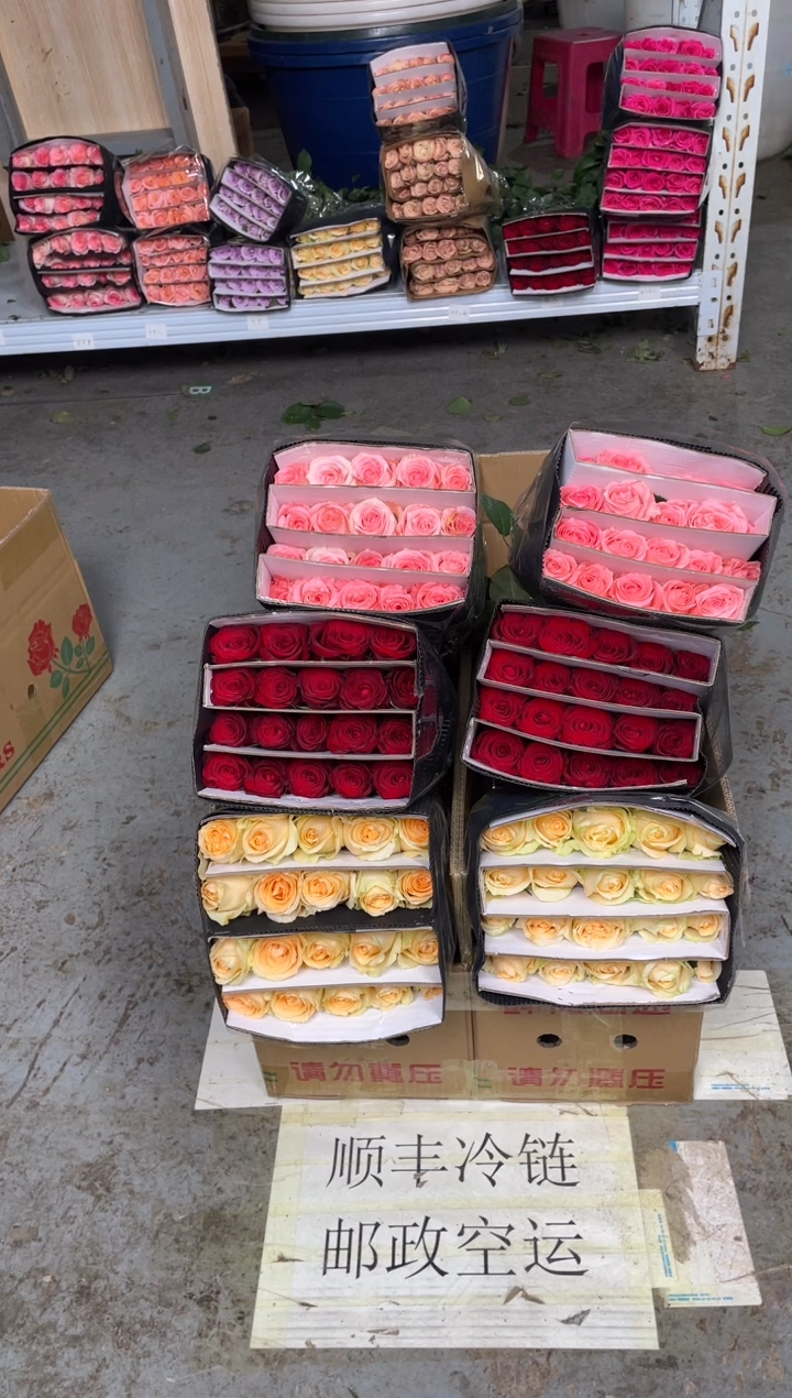 香槟20枝+高原红20枝+戴安娜20枝