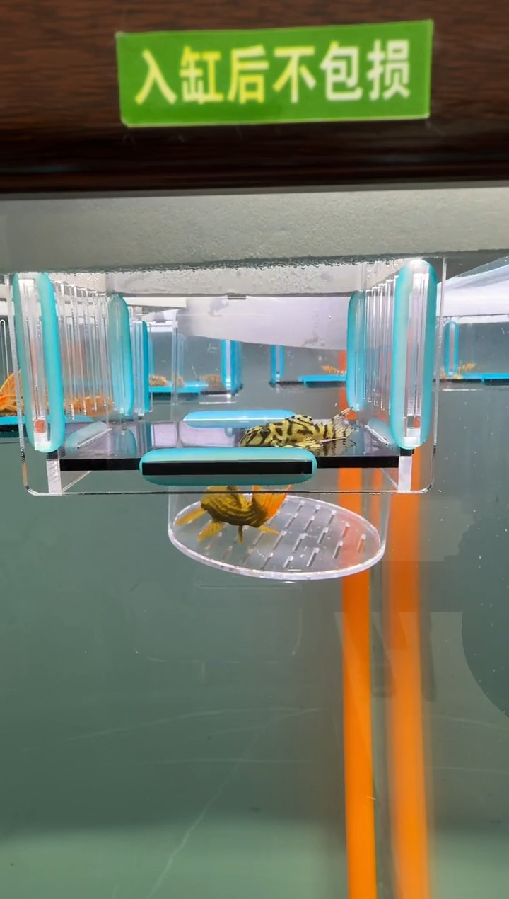 清道夫鱼62号236入缸不包损录制完整开箱视频3.8厘米