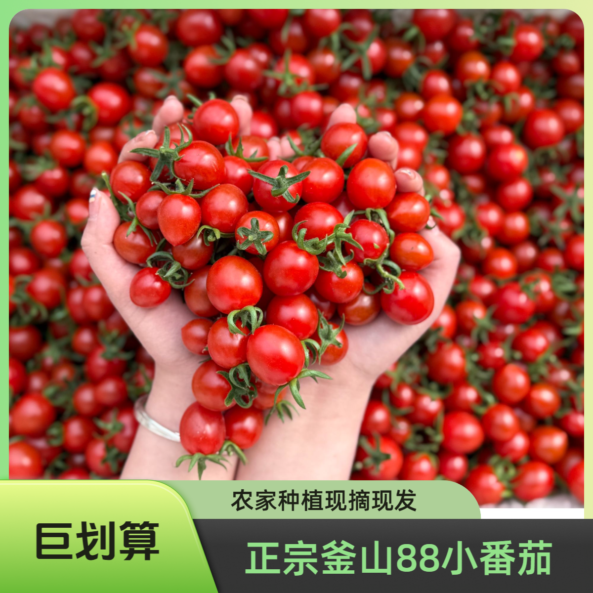 正宗平度釜山88玲珑圣女果小番茄西红柿零食低热量大小果混装666