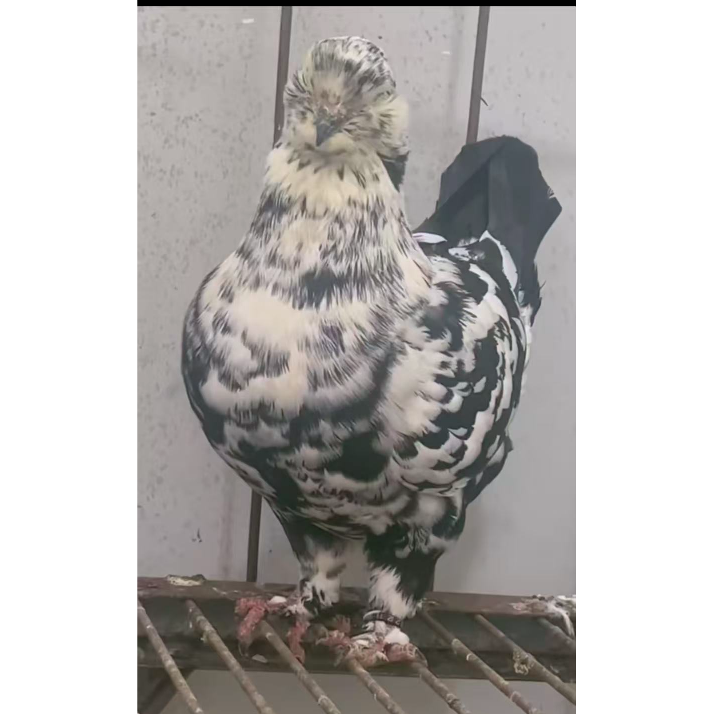 鸽子大体圆环摩登观赏鸡以直播间为主