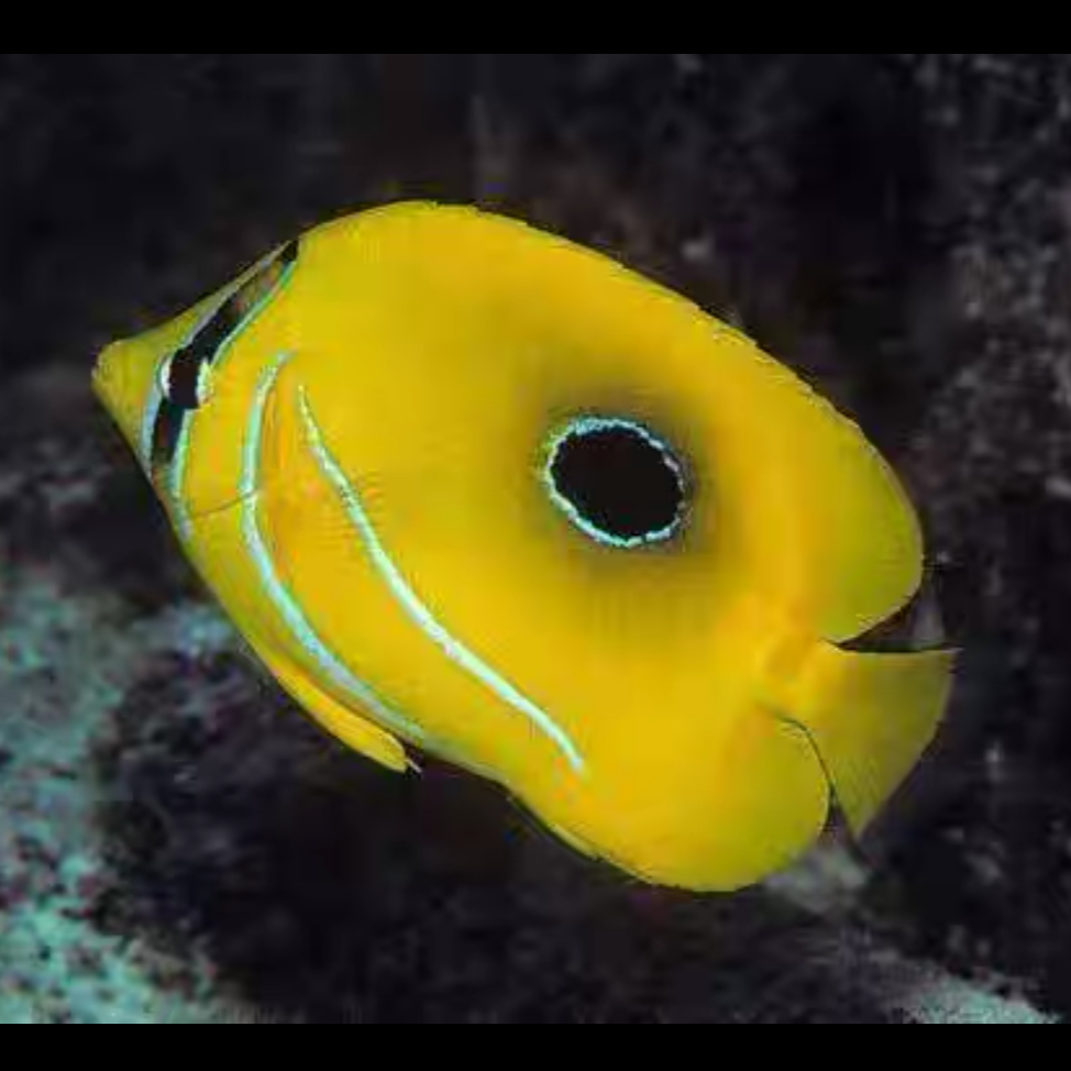 法国蝶海水鱼售后需拍开箱视频（免包装费）