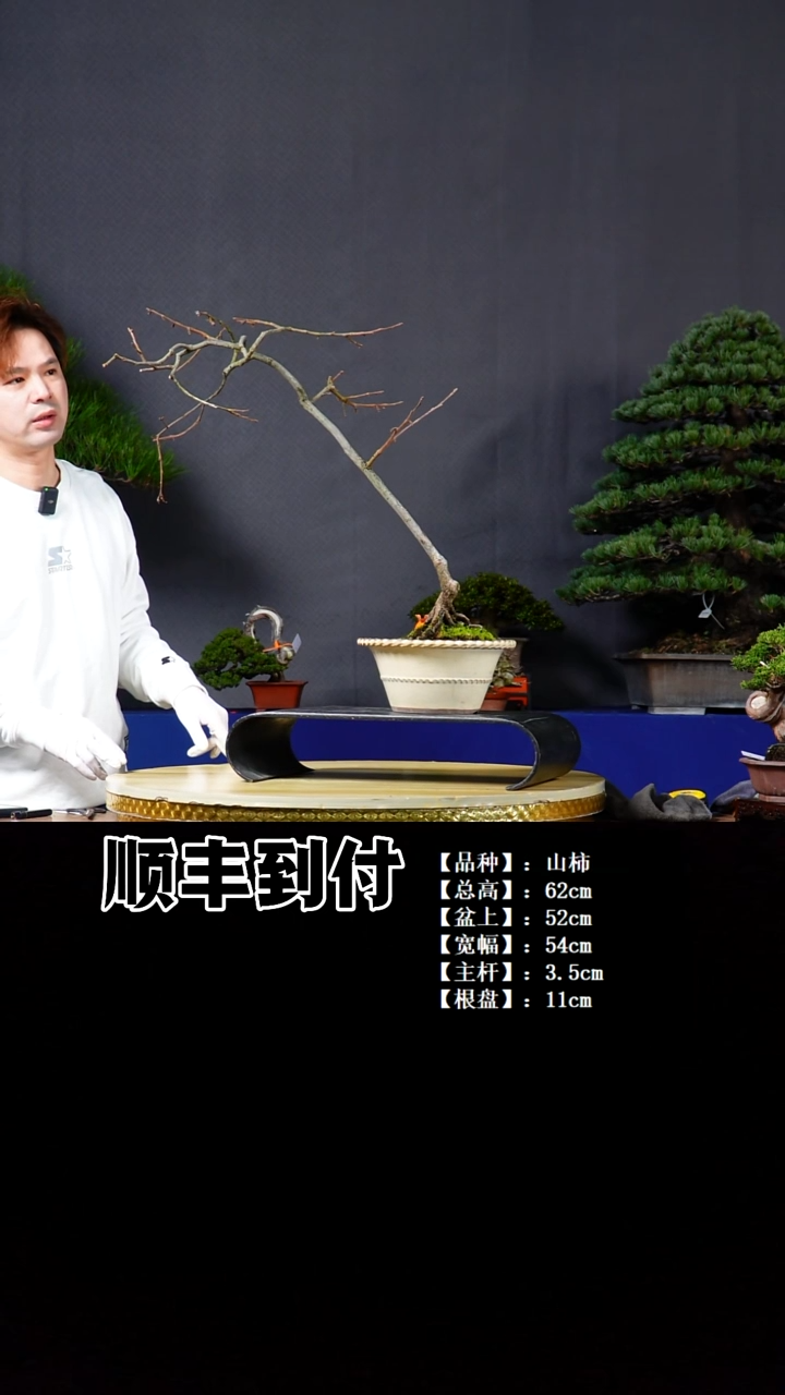 无花朵山柿bubaoyou