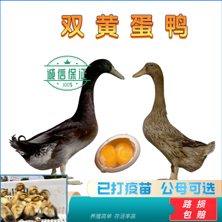 【正宗双黄蛋鸭】高邮麻鸭产双黄蛋大种麻鸭顺丰包邮宠物鸭