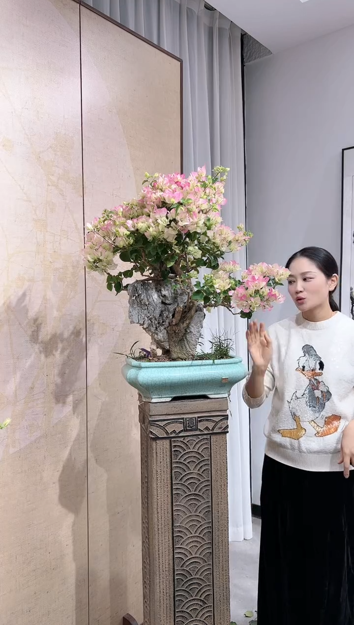 全部花朵?****?三角梅老庄盆景