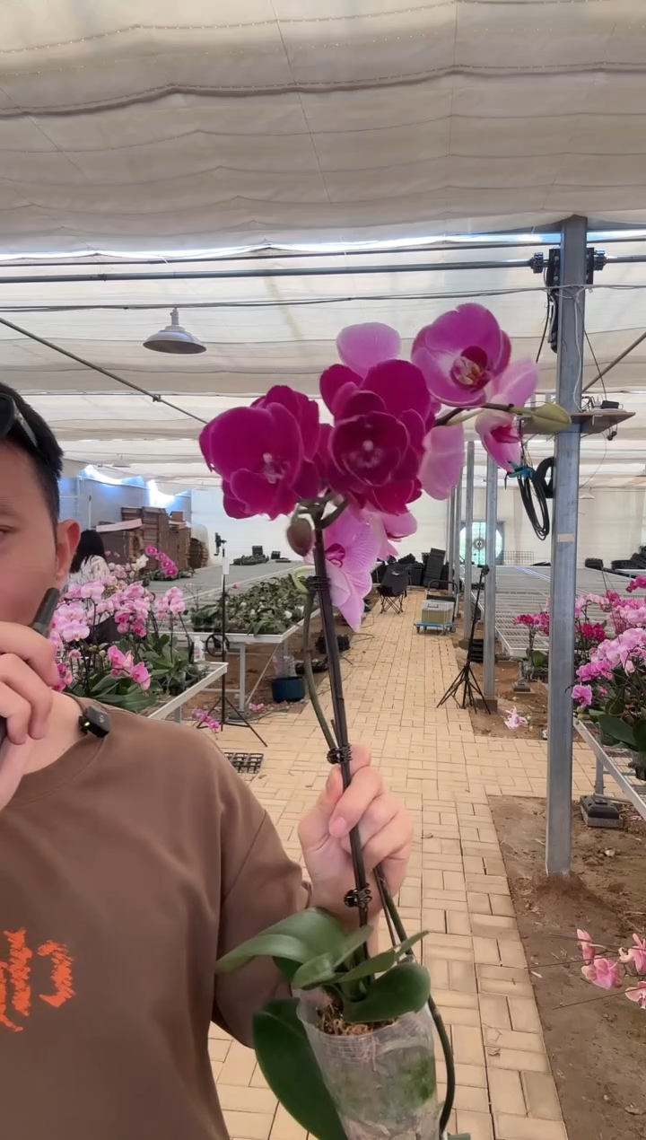 完全开放火鹤石榴水晶