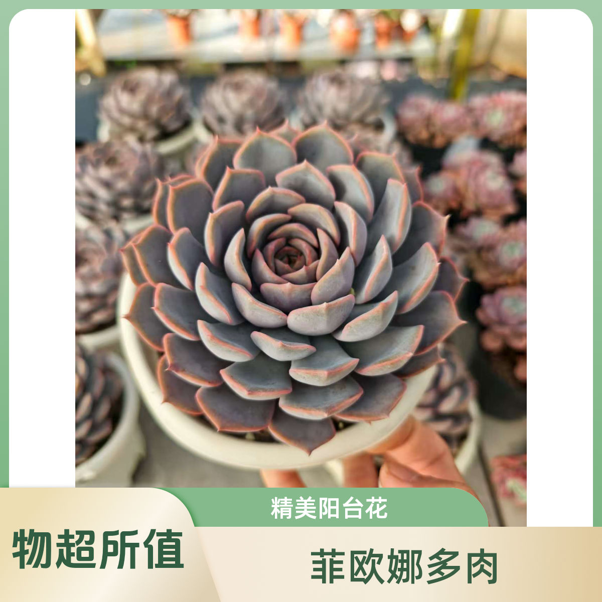 精控菲欧娜     11多肉  