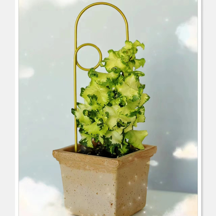 【月光灯常春藤】 锦化办公桌盆景 室内阳台吊篮绿植耐寒