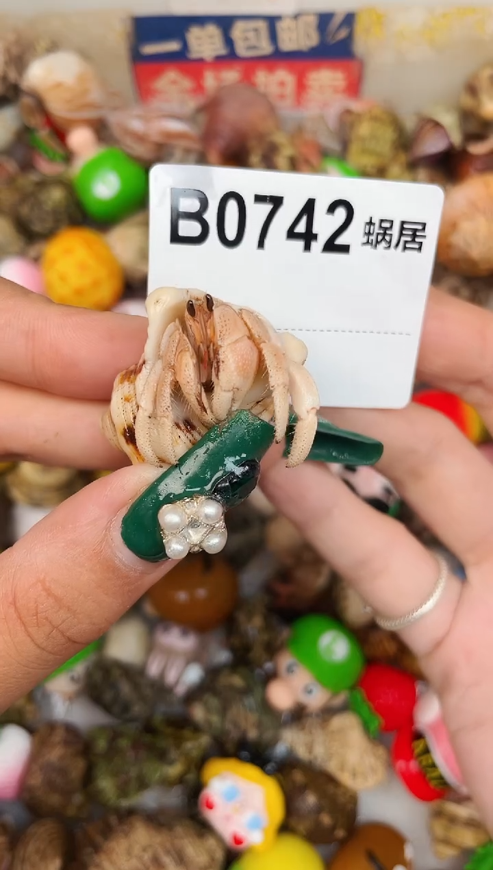 陌派甄选寄居蟹0742