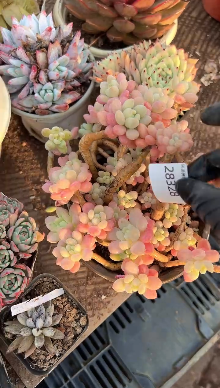 二*阿迷洲多肉花卉28328