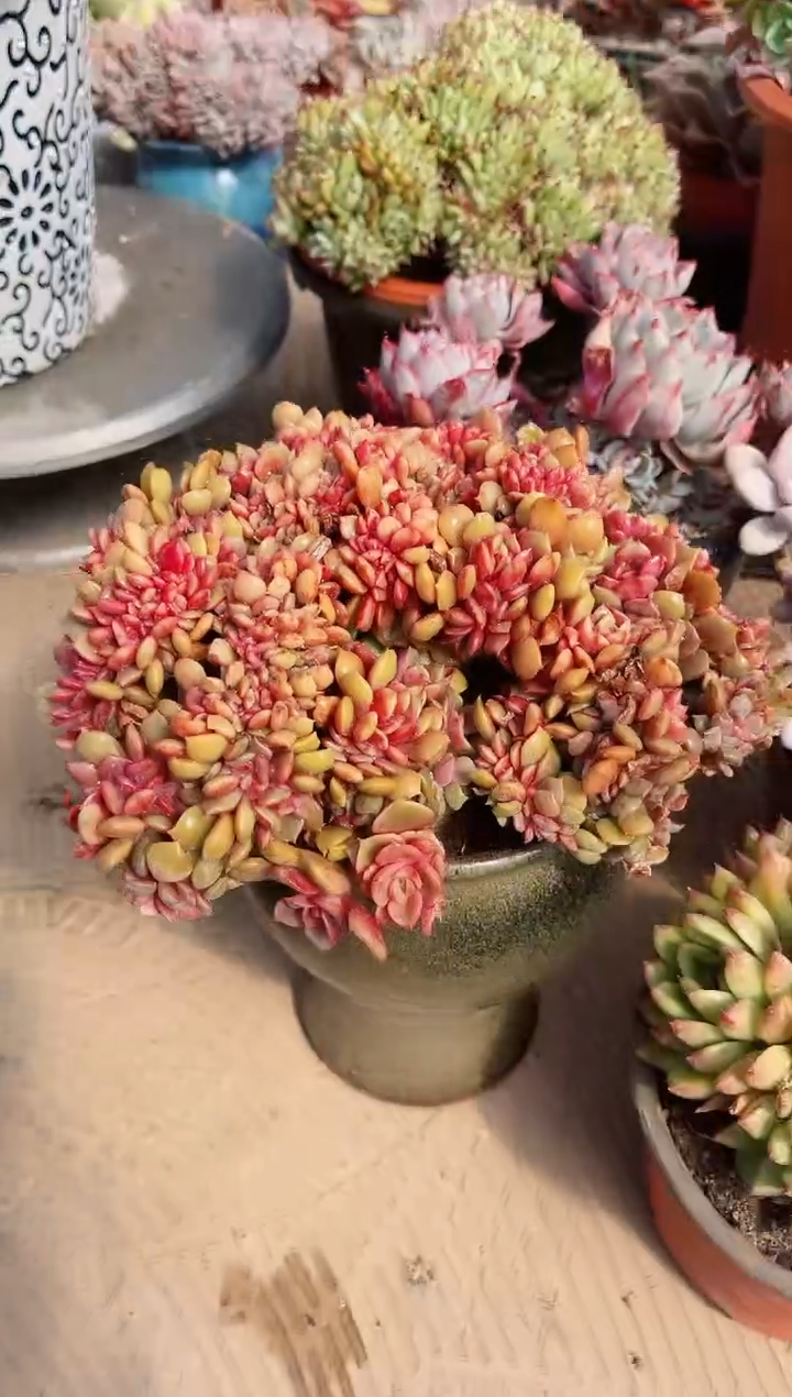 【闪购商品】02583