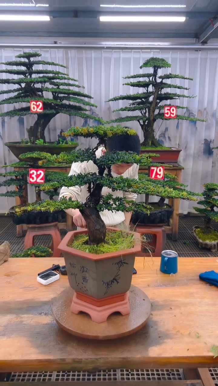 无花朵精品盆景直播间一物一拍