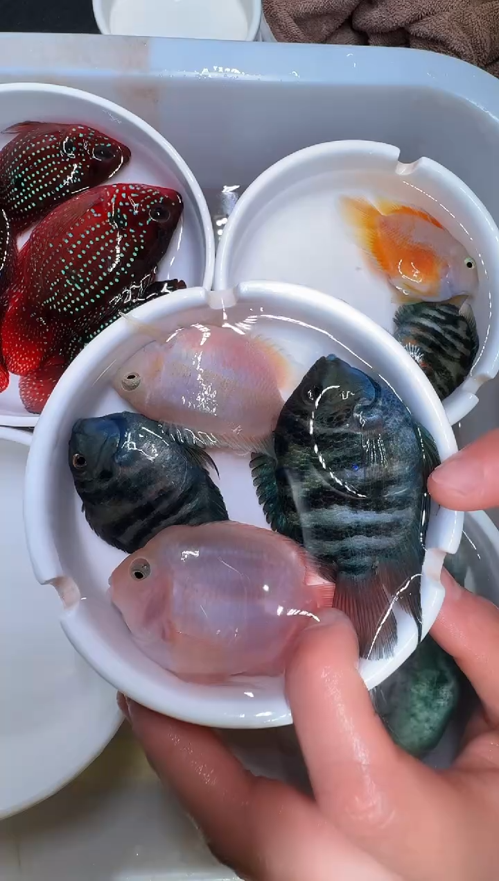 鹦鹉鱼宝蓝一对胭脂粉一对