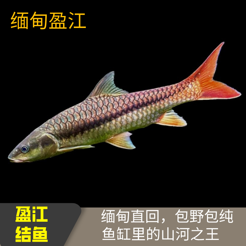 盈江结鱼盈江缅甸结鱼吉罗活体黄鳍结鱼蓝吉罗鱼山河之王风水鱼