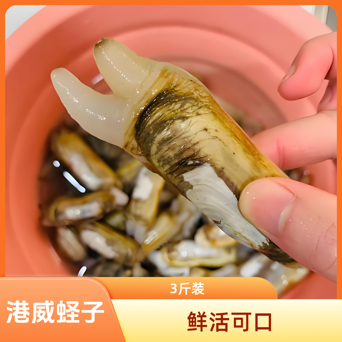 【港威海鲜】鲜活蛏子2斤--保鲜不保活