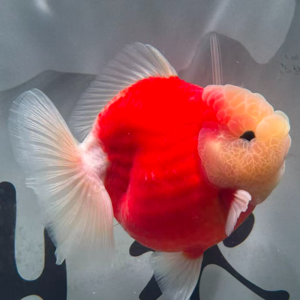 精品泰狮兰寿 以直播间实物为准 新奇宠物 直播间马印灯増艳 