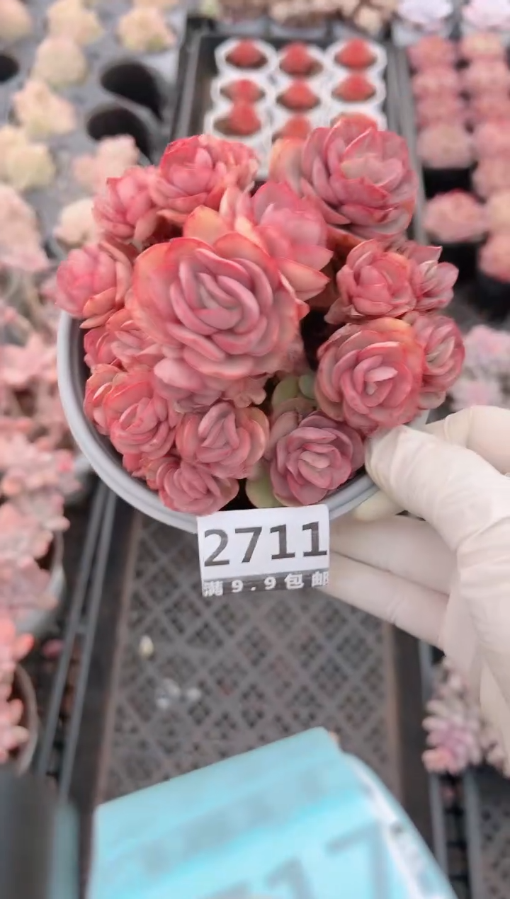 【闪购商品】信福多肉一物一拍