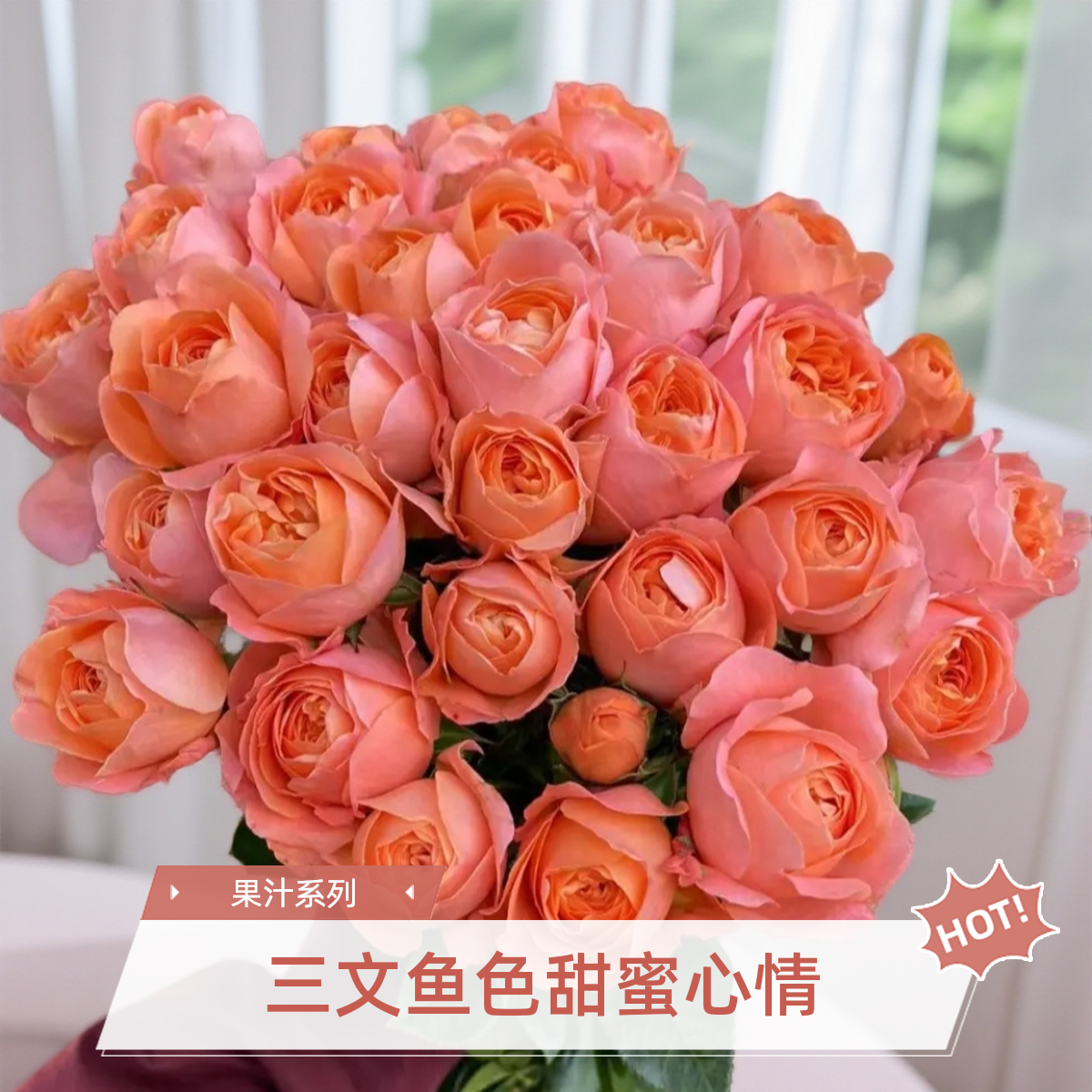 黑哥的花园杏色果汁灌木月季多季节重复开花耐热耐晒抗病适合阳台