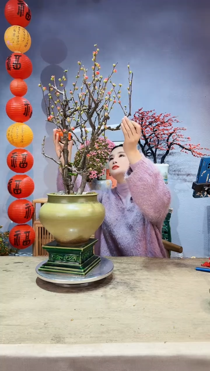 【闪购商品】盆景海棠 长寿冠