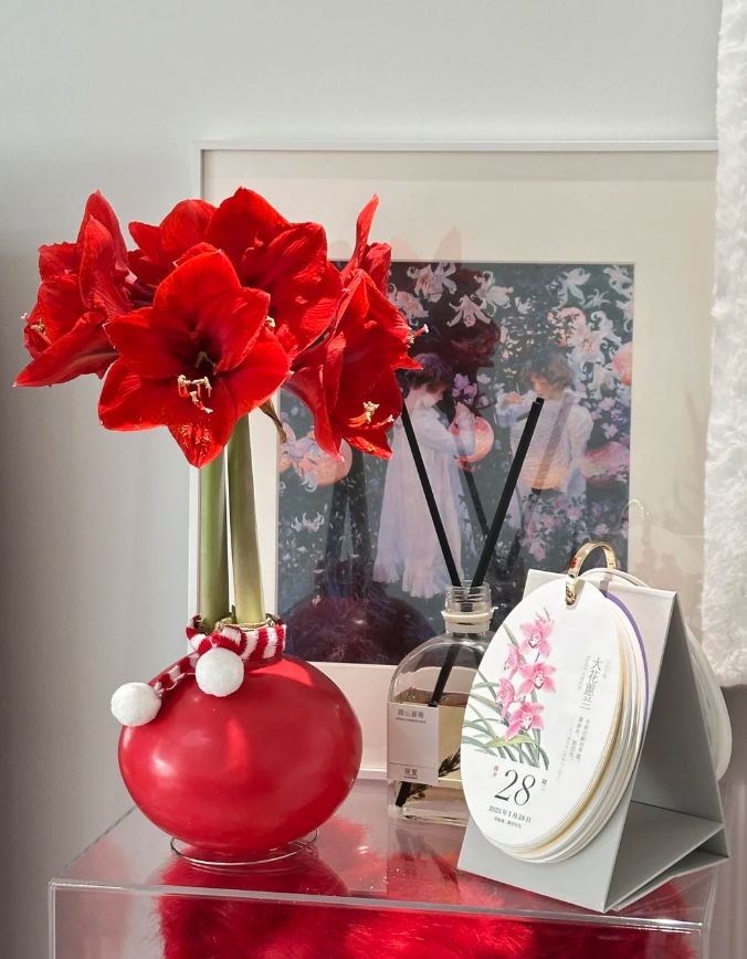 【新疆花之溪】石蜡朱顶红   1个  颜色随机发