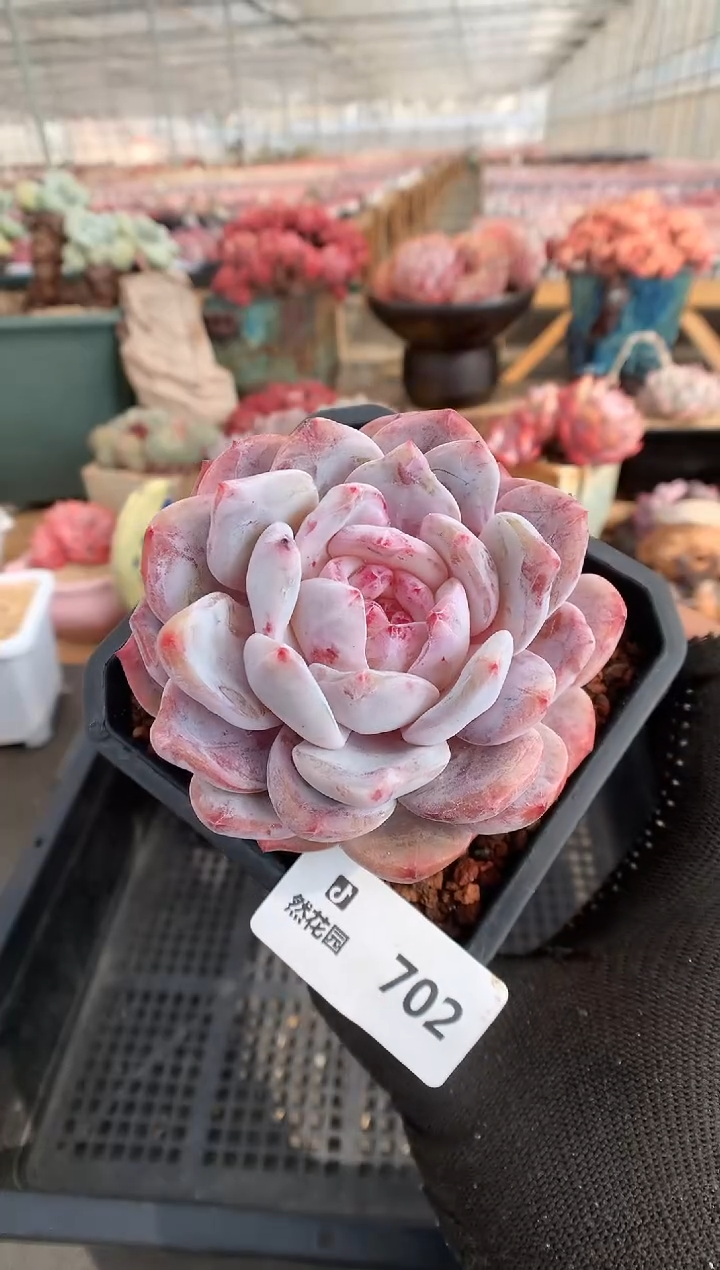 【闪购商品】702雪天使一物一拍