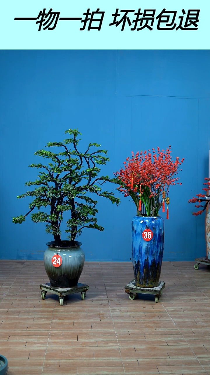 无花朵广东小叶紫檀 北美冬青