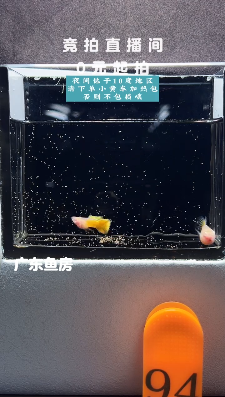 孔雀鱼高级线黄金玻璃猫白子一对编号94