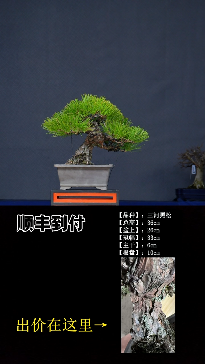 无花朵三河黑松 不包邮