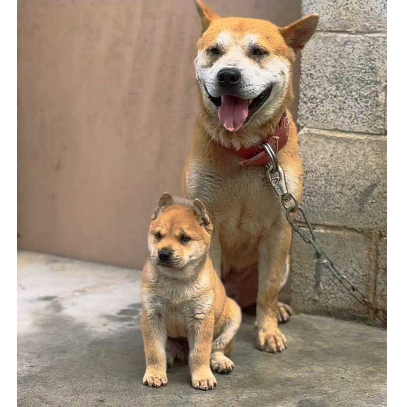 [何方田园犬]T狗狗活体