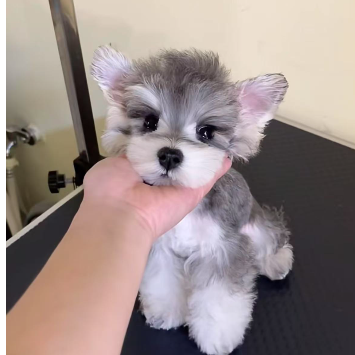 【小u家萌宠犬舍】雪纳瑞