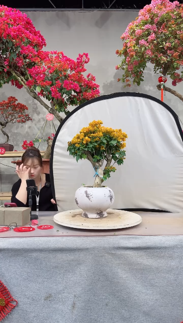 【闪购商品】加州黄金