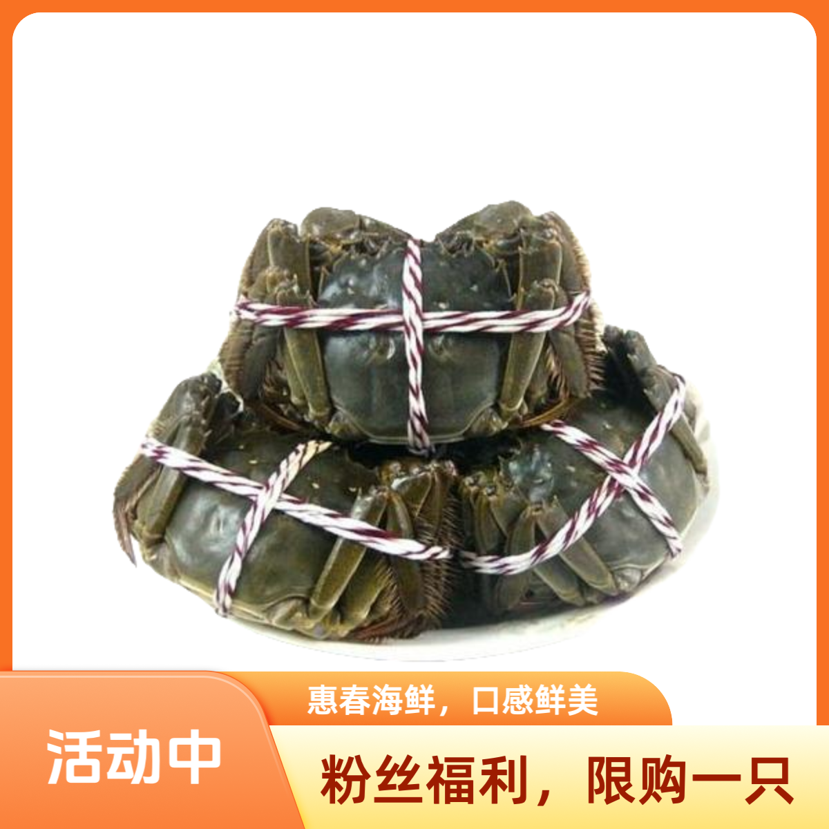 粉丝福利大闸蟹1只（母蟹）（2两左右）