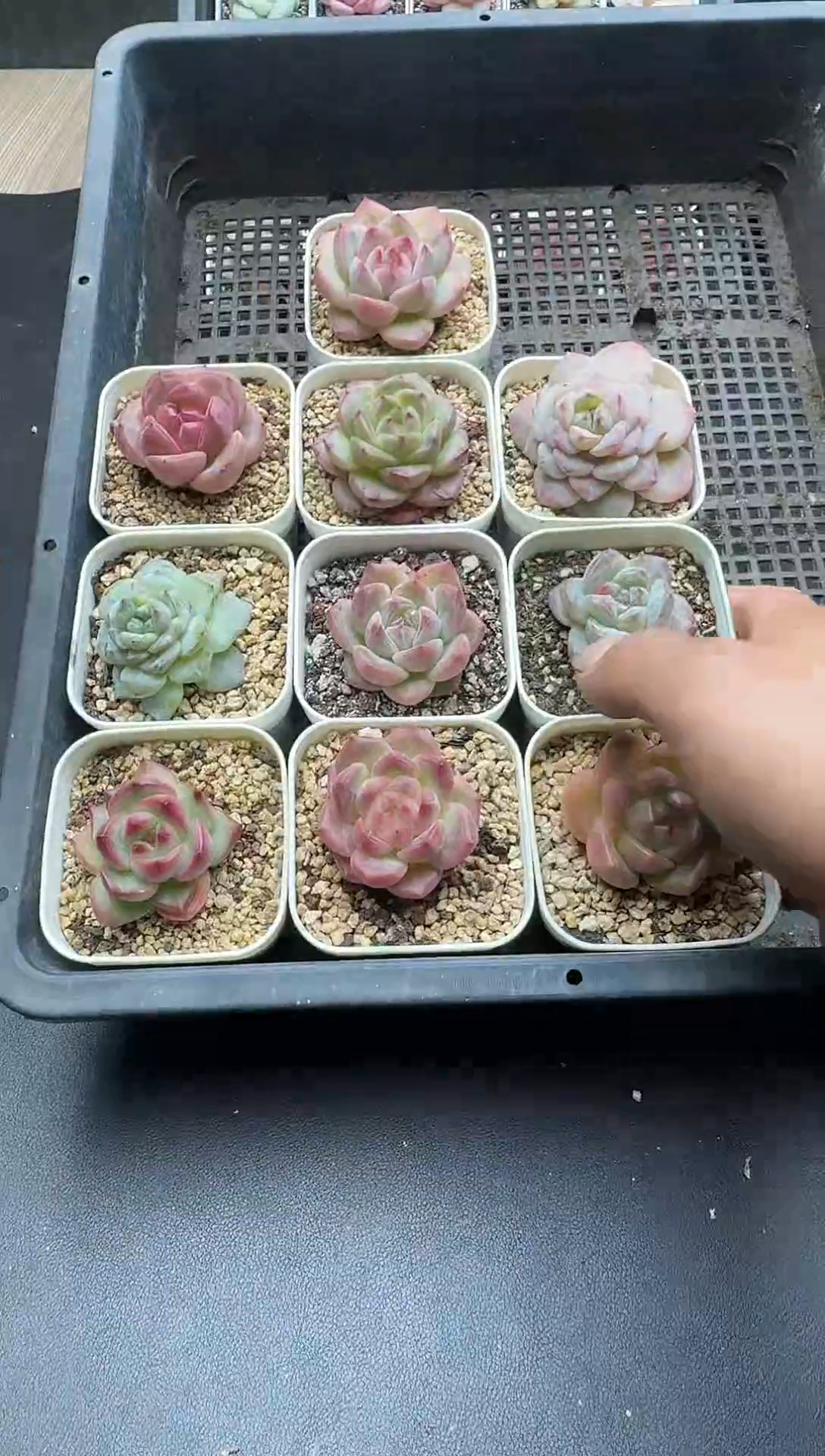 珍妮杂交多肉A315