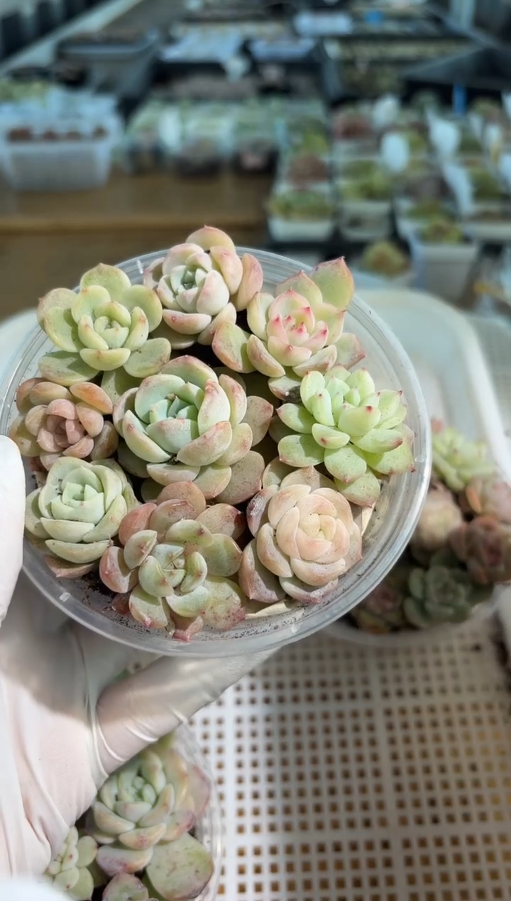 巫拉拉混 1盒 量拍混发 满9.9包邮