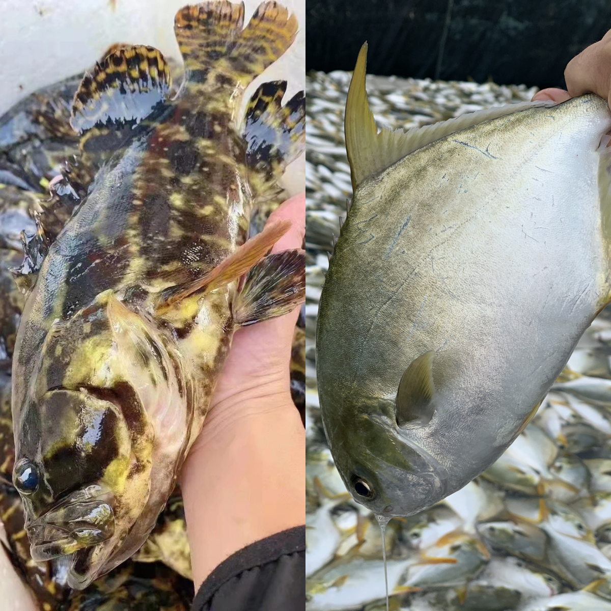 J【买金鲳鱼送石斑鱼】海捕石斑鱼金鲳鱼鲜活速冻非活发顺丰包邮