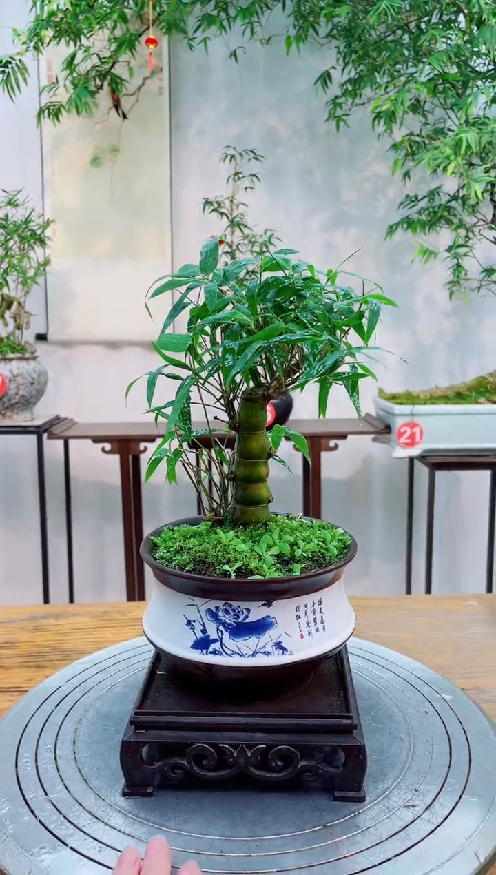 无花朵竹子盆景竹子盆景