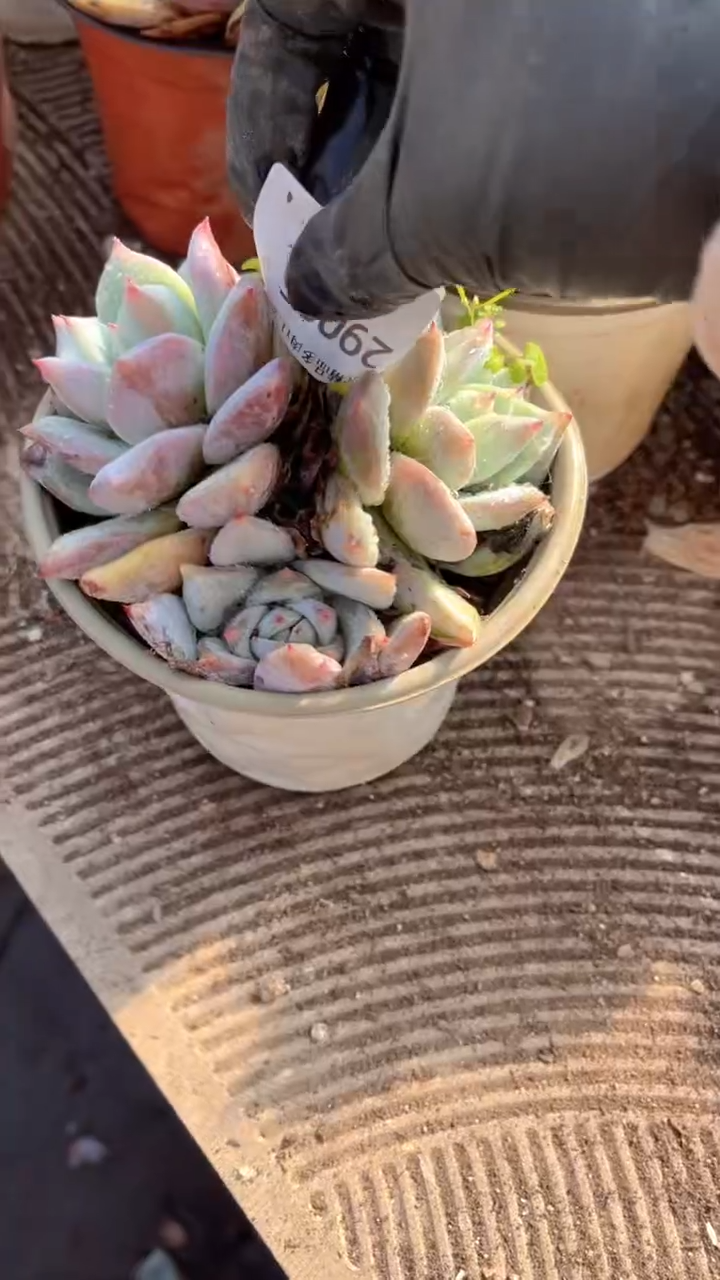 湉*跃跃精品多肉29005