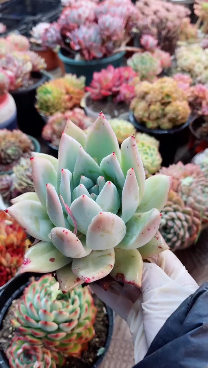 【闪购商品】06102