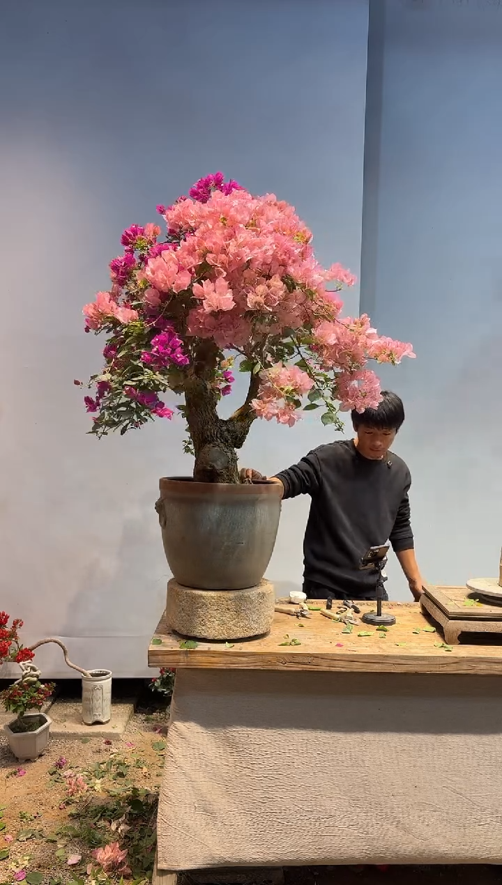 以实际为准姚*文三角梅51